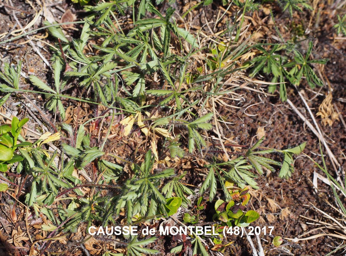 Cinqfoil, Seven-leaved